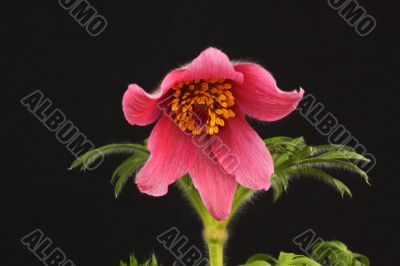pink pasque flower Pulsatilla
