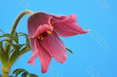 pink pasque flower Pulsatilla 
