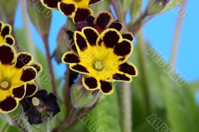 primula gold laced