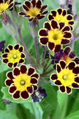 primula gold laced 