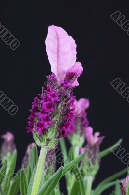Lavandula Stoechas Lavendar 