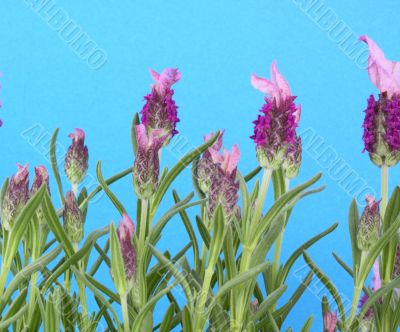 Lavender