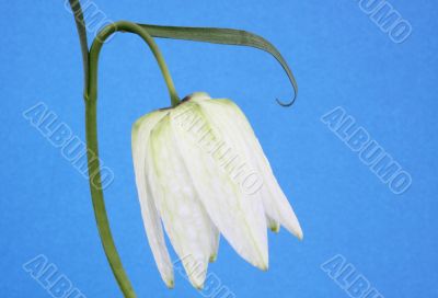 Fritillaria meleagris white