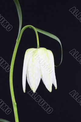 fritllaria meleagris or snake`s head fritillaria 