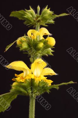 Yellow dead nettle  Lamium
