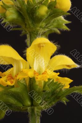yellow dead nettle Lamium