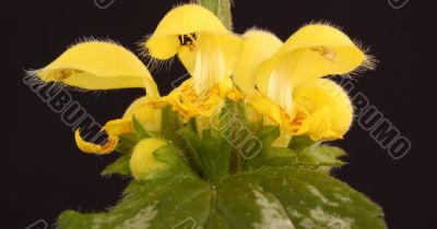 Yellow dead nettle Lamium