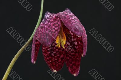 Fritillaria flower