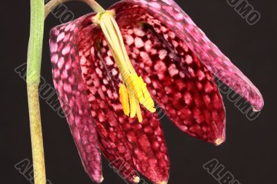 A fritillaria flower