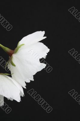 White prunus Shirotae blossom