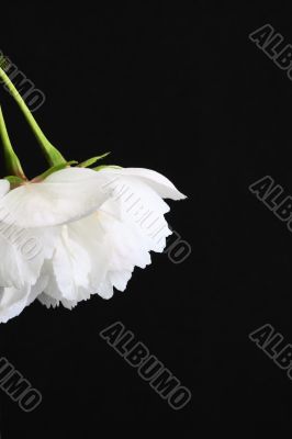 White prunus Shirotae blossom 