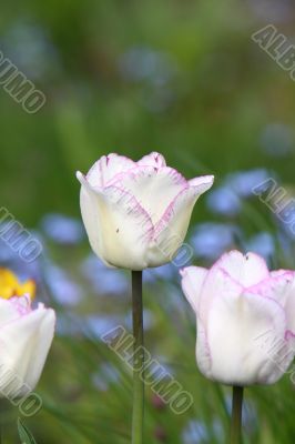 Tulip