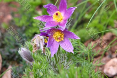 purple pasque flower