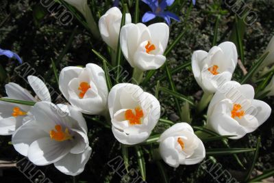  Blooming white crocus.