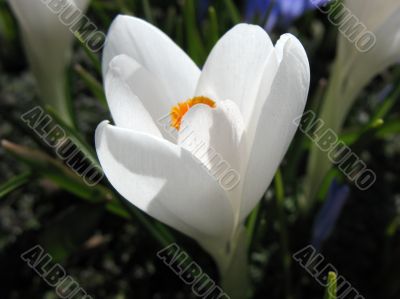  Blooming white crocus.