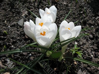  Blooming white crocus.