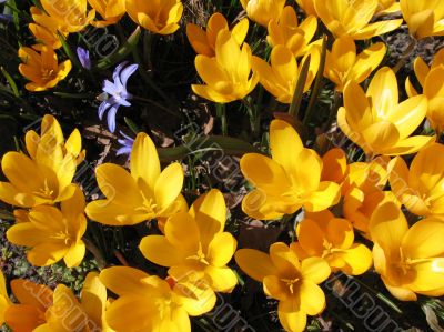  Blooming  yellow  crocus. 