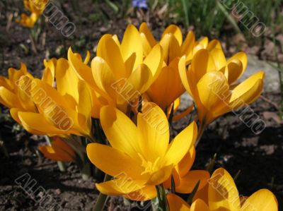  Blooming  yellow  crocus.