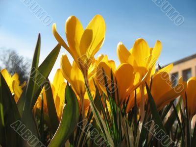  Blooming  yellow  crocus. 