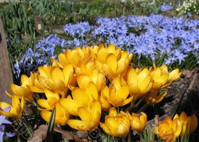 Blooming  yellow  crocus and Chionodoxa