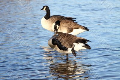Canada Geese
