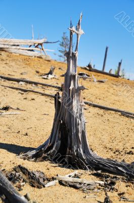 The dead forest