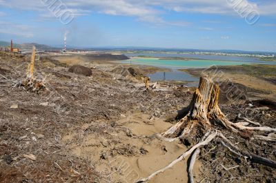 The dead forest