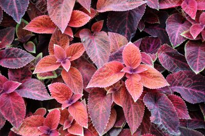 Design of Coleus