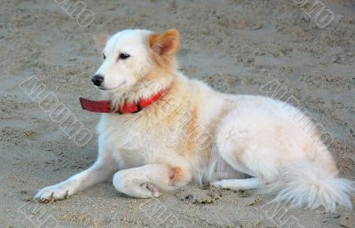 Dog on the Beach