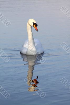 mute swan