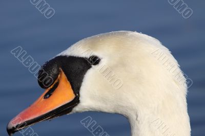 mute swan