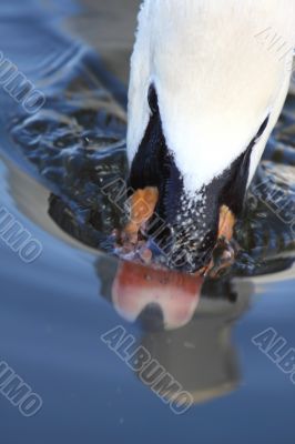 mute swan