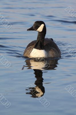 Canada goose