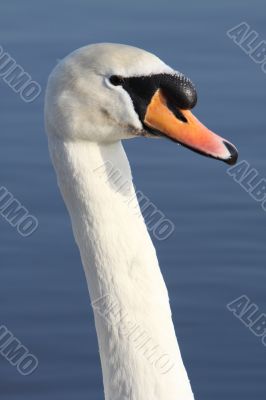 mute swan