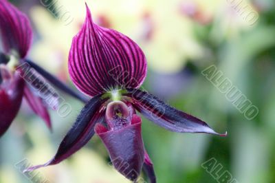 paphiopedilum orchid