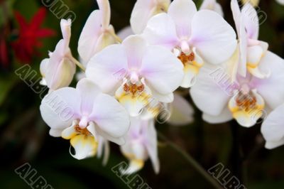 Phalaenopsis Orchid