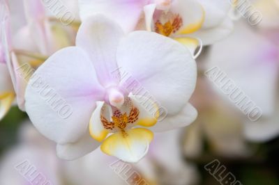 Phalaenopsis Orchid