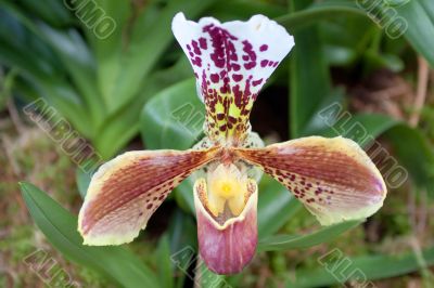 paphiopedilum orchid