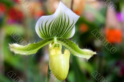 paphiopedilum orchid