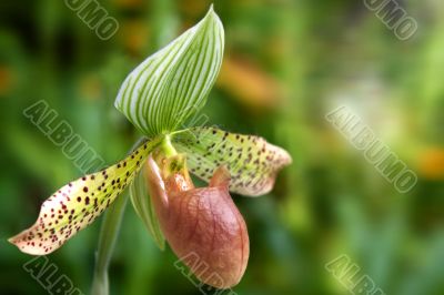 paphiopedilum orchid