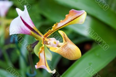 paphiopedilum orchid