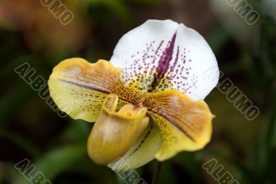 paphiopedilum orchid