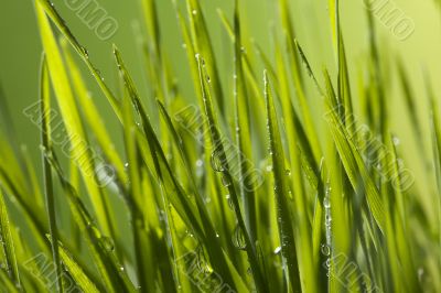 Green Grass