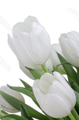 White Tulips