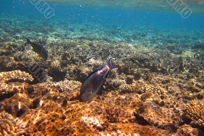 fish on a coral reef