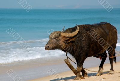 Indian Buffalo on the Beach