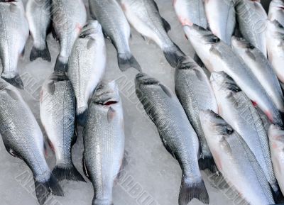 Fresh Fish On Ice