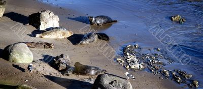 Baby Seals