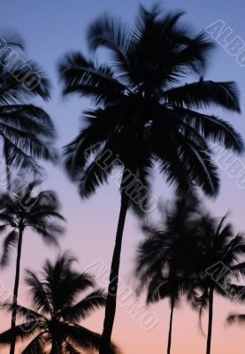 Silhouettes of Vibrating Palm Trees