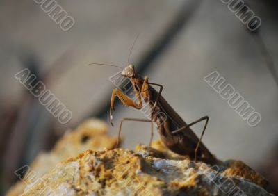 praying mantis